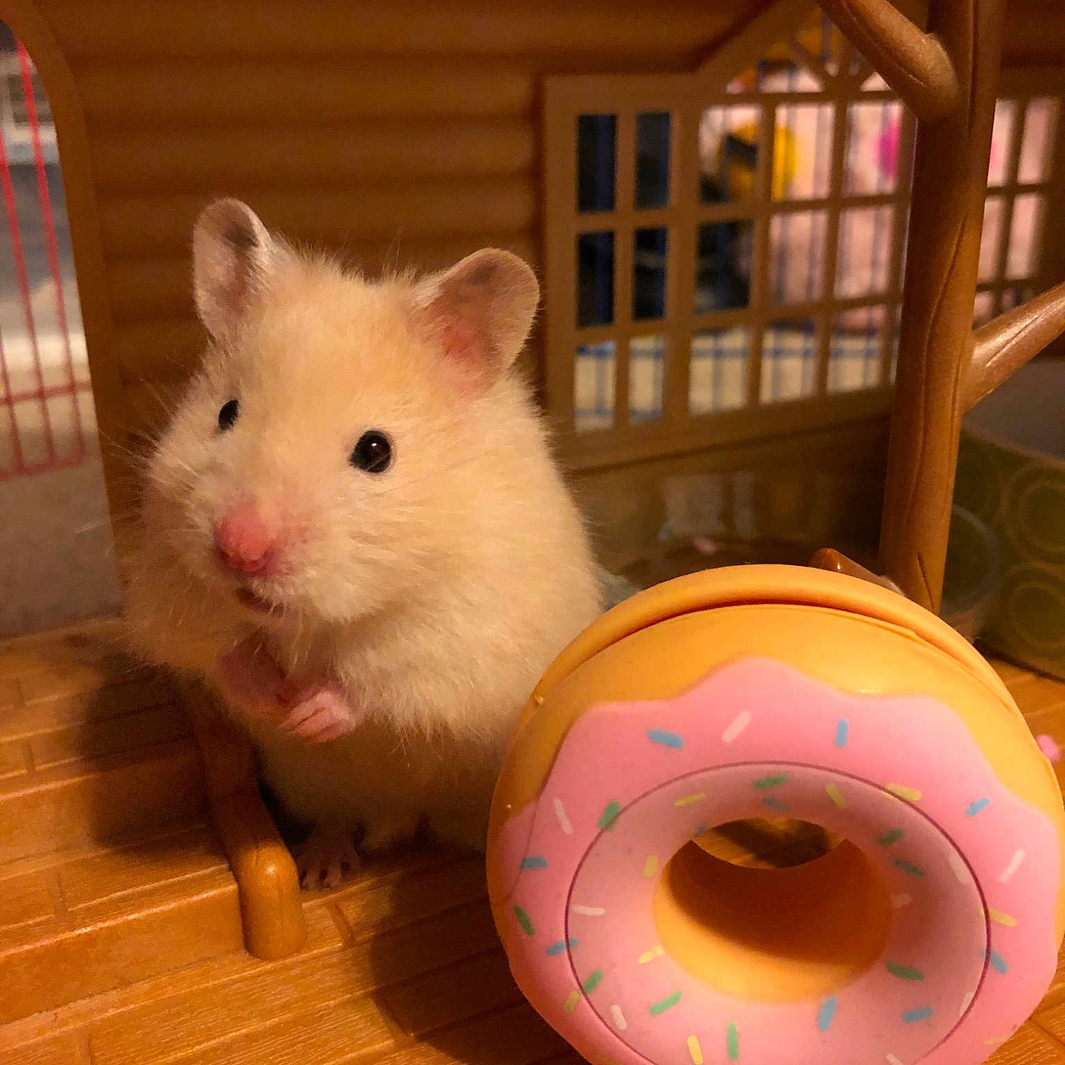 Daisy