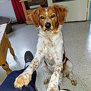 Mogly participe au concours pour gagner de l'argent avec cette photo : animal, blanket, brown, curtain, dog, door, floor, front_view, furniture, human_leg, indoor, living_room, looking, paw, pet, shoe, speckled, table, tile_floor, white