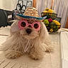 Casper is registered to the contest to win money with this photo: accessories, animal, beige, cream_color, curtains, cute, decor, dog, fluffy, fruit_basket, funny, hat, indoor, pet, portrait, relaxed, small_dog, summer, sunglasses, table