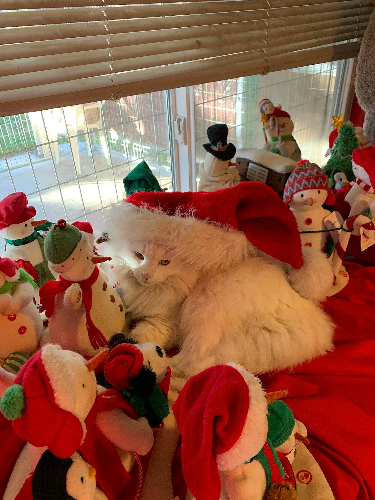 Sammy joined the competition — help win amazing prizes! carmine, christmas, christmas_decoration, event, fun, fur, hat, holiday, mascot, petal, pink, plant, plush, rose, santa_claus, snapshot, stuffed_toy, teddy_bear, textile, toy