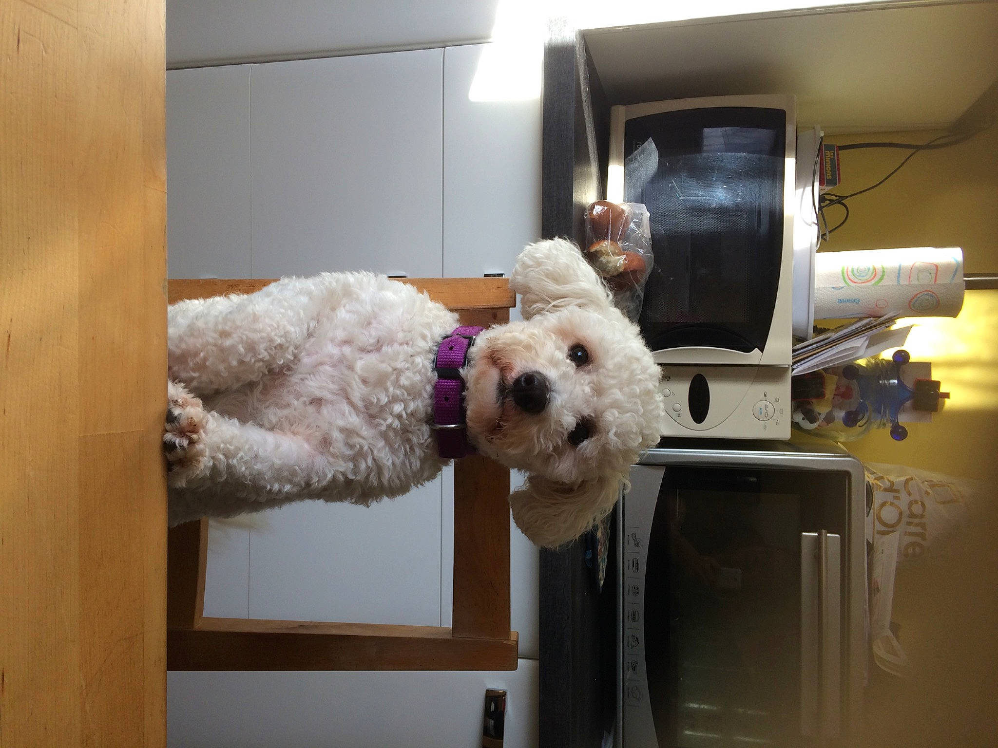 Louky a rejoint le concours — aidez-le/la à gagner de superbes lots ! canidae, carnivore, chair, companion_dog, dog, dog_breed, dog_supply, fur, home_appliance, labradoodle, machine, non_sporting_group, poodle, room, sporting_group, stuffed_toy, toy, toy_dog, water_dog, wood