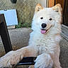 Happy participe au concours pour gagner de l'argent avec cette photo : dog, white_fur, fluffy, happy, tongue_out, playful, chair, outdoor, patio, plant, door, paw, animal, pet, fur, nose, ears, smiling, close_up, daylight