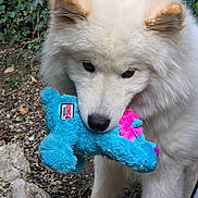 Happy participe au concours pour gagner de l'argent avec cette photo : dog, samoyed, plush_toy, blue, pink, outdoor, greenery, rocks, pet, animal, fur, cute, playing, nature, grass, closeup, muzzle, nose, ears, toy