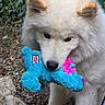 dog, samoyed, plush_toy, blue, pink, outdoor, greenery, rocks, pet, animal, fur, cute, playing, nature, grass, closeup, muzzle, nose, ears, toy