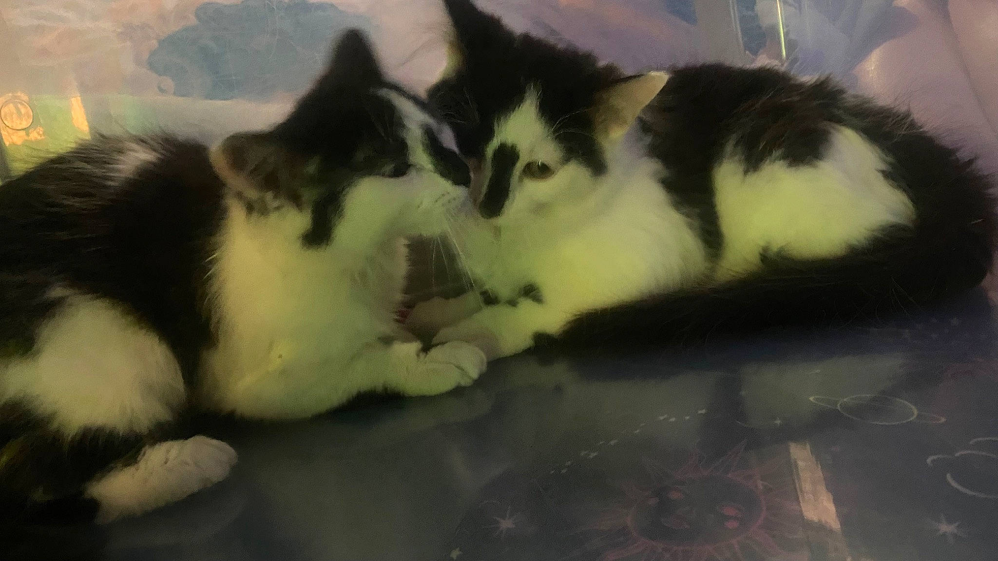 Twitty joined the competition — help win amazing prizes! carnivore, cat, claw, comfort, domestic_short_haired_cat, felidae, fur, nap, paw, small_to_medium_sized_cats, snout, tail, terrestrial_animal, whiskers