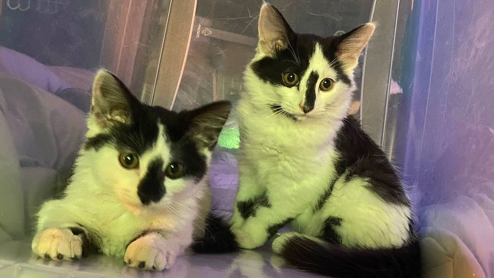 Twitty joined the competition — help win amazing prizes! carnivore, cat, claw, domestic_short_haired_cat, felidae, fur, iris, paw, photo_caption, sitting, small_to_medium_sized_cats, snout, tail, terrestrial_animal, whiskers, window, windshield