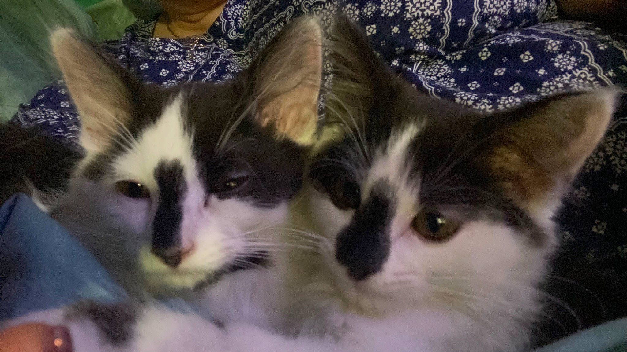 Twitty is registered to the contest to win money with this photo: carnivore, cat, domestic_short_haired_cat, felidae, fur, hair, head, iris, small_to_medium_sized_cats, snout, whiskers, window