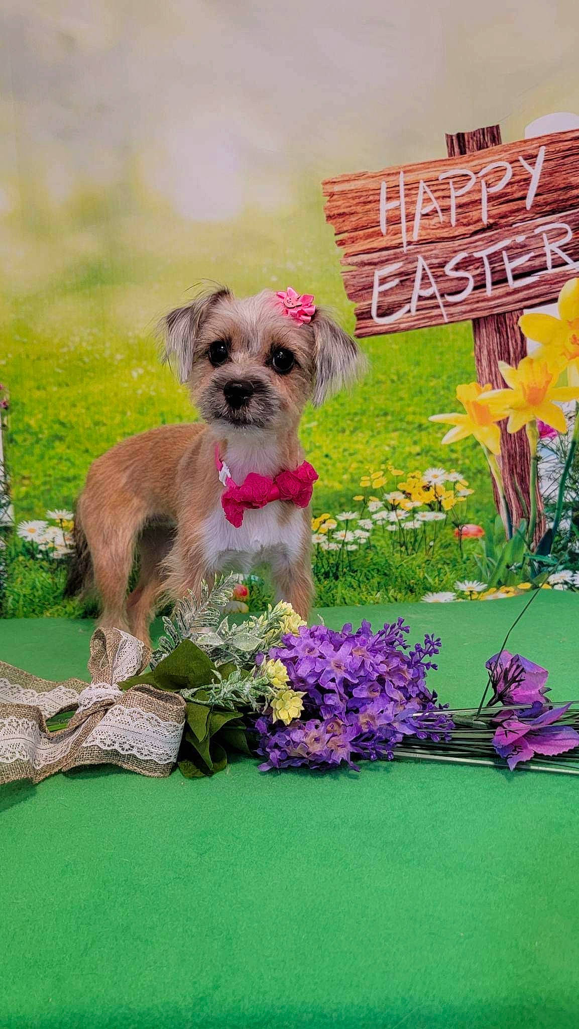 Nova joined the competition — help win amazing prizes! annual_plant, carnivore, companion_dog, dog, dog_breed, dog_supply, fawn, flower, flower_arranging, grass, groundcover, liver, pet_supply, petal, plant, small_terrier, standard_schnauzer, terrier, toy_dog, working_animal