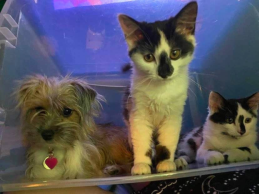 Nova joined the competition — help win amazing prizes! carnivore, cat, cat_supply, companion_dog, dog, dog_breed, felidae, fur, paw, pet_supply, photo_caption, small_terrier, small_to_medium_sized_cats, snout, terrier, toy_dog, whiskers, working_animal