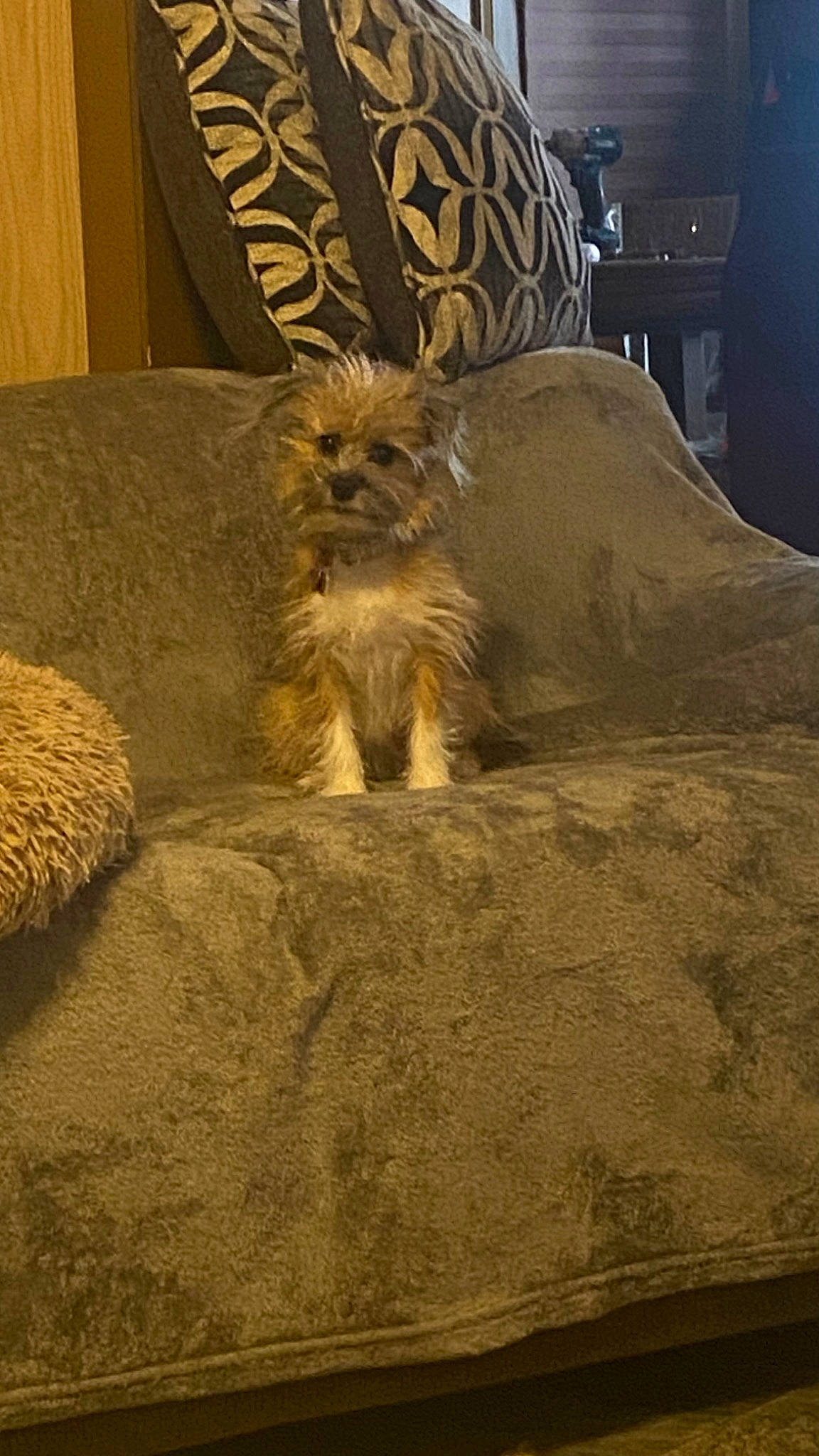 Nova is registered to the contest to win money with this photo: canidae, carnivore, companion_dog, dog, dog_breed, fawn, felidae, flooring, fur, liver, small_terrier, soil, sporting_group, terrestrial_animal, terrier, toy_dog, wood