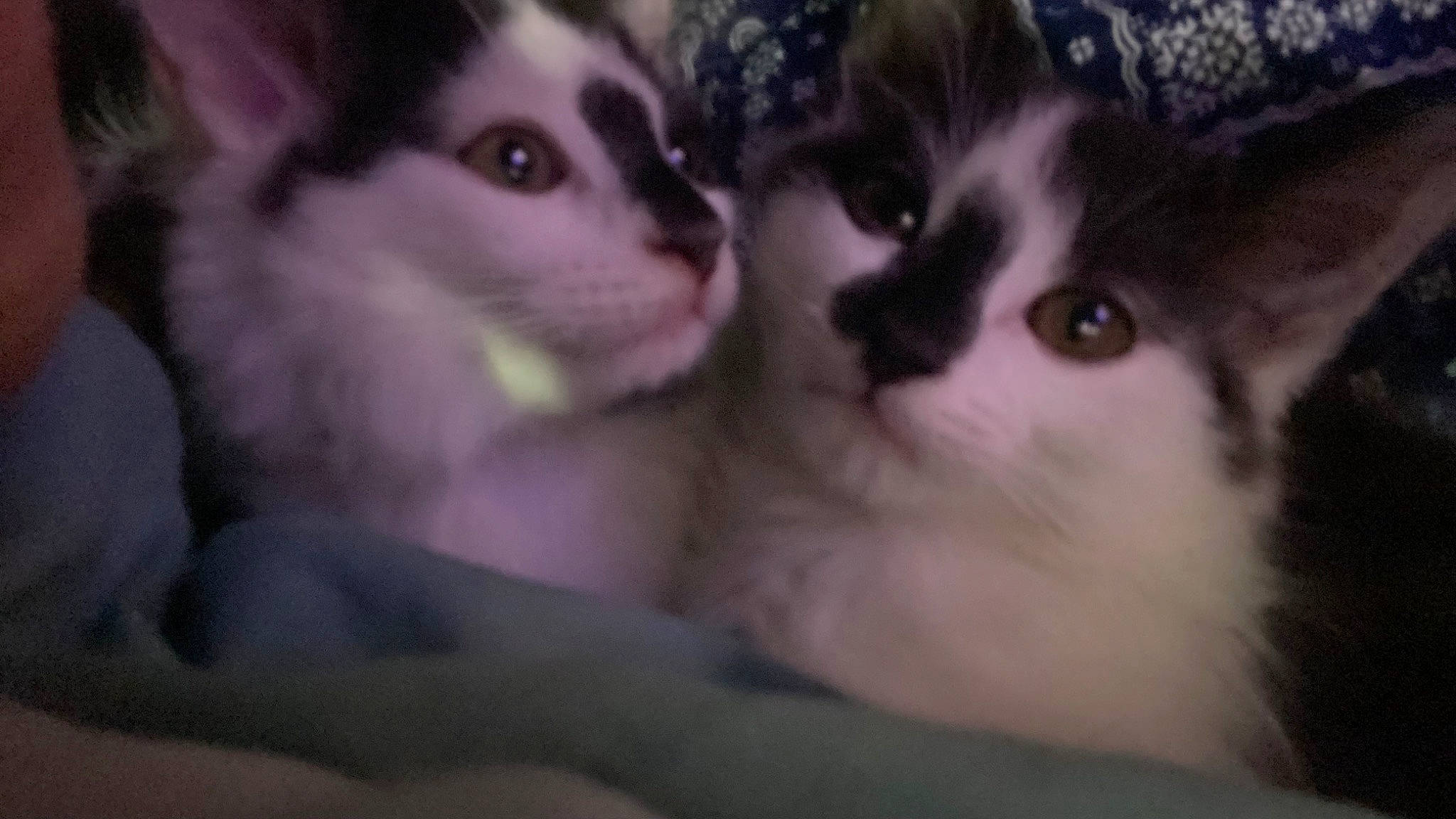 Conway is registered to the contest to win money with this photo: carnivore, cat, darkness, domestic_short_haired_cat, eyelash, felidae, fur, iris, paw, photo_caption, small_to_medium_sized_cats, snout, tail, whiskers, wildlife