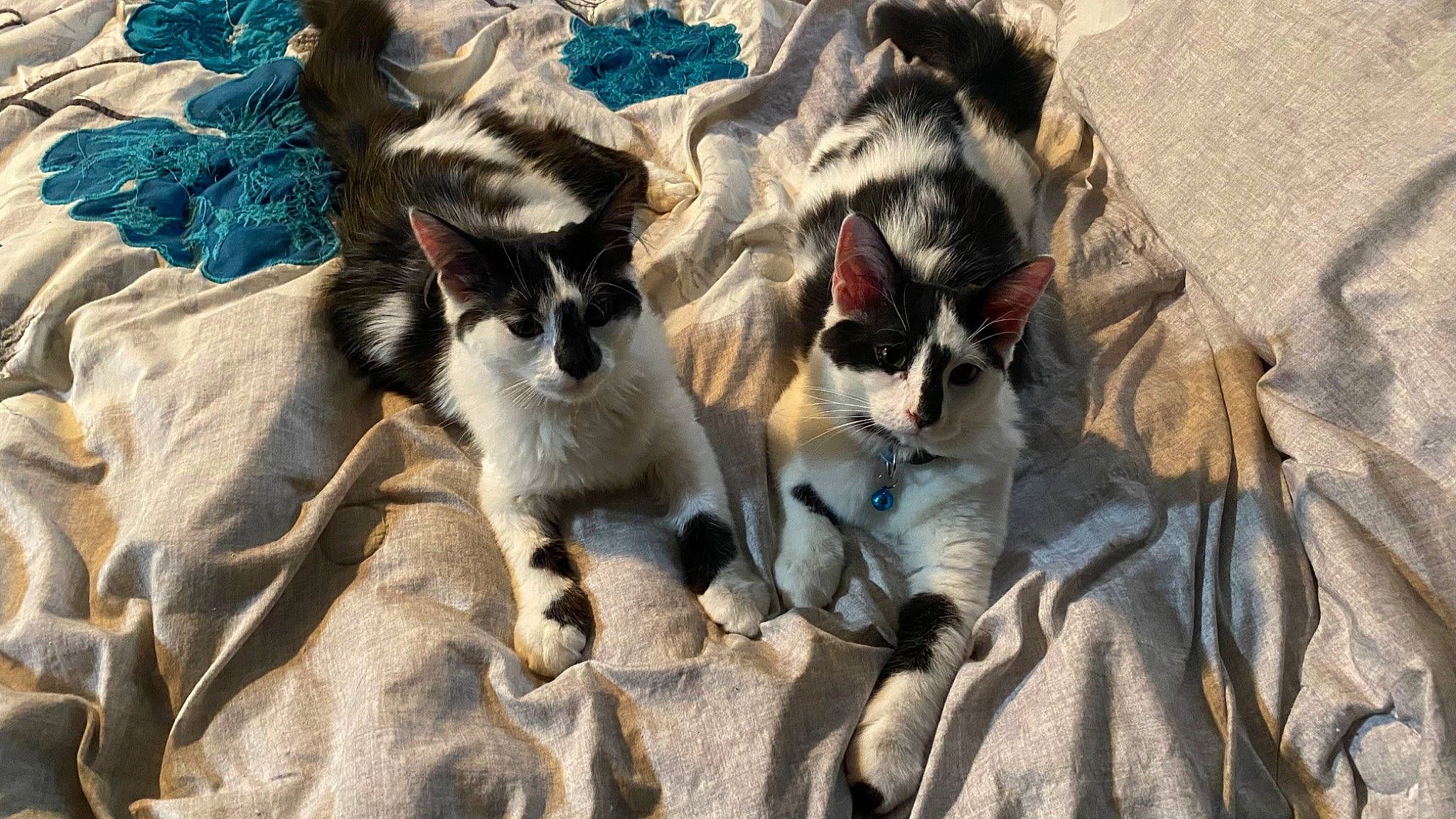 Conway joined the competition — help win amazing prizes! canidae, carnivore, cat, comfort, dog_breed, domestic_short_haired_cat, fawn, felidae, fur, grass, grey, paw, small_to_medium_sized_cats, tail, terrestrial_animal, whiskers, wildlife