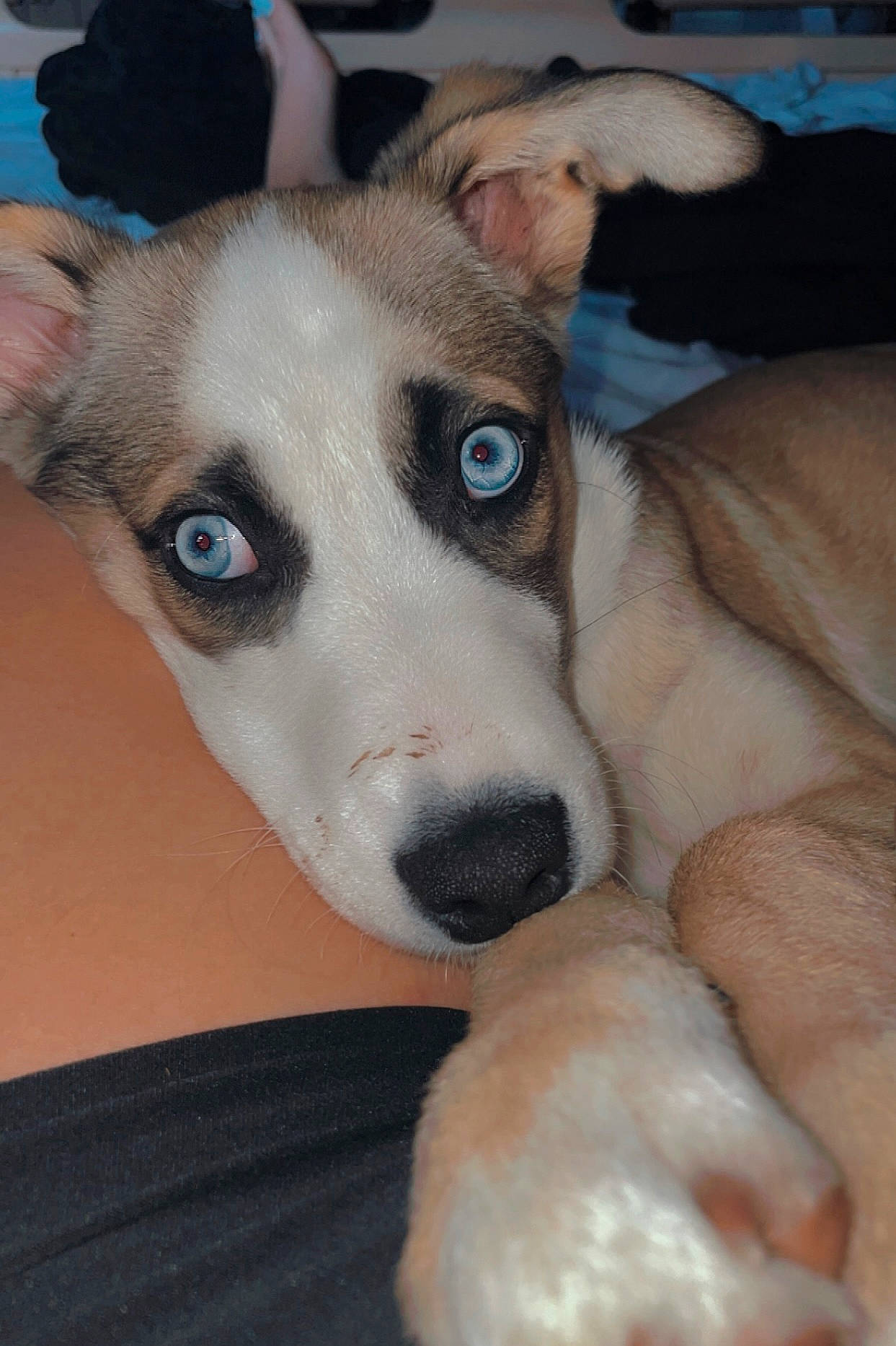 Koda is registered to the contest to win money with this photo: canidae, carnivore, collar, comfort, companion_dog, dog, dog_breed, ear, fawn, fur, jaw, non_sporting_group, snout, sporting_group, terrestrial_animal, whiskers, working_animal