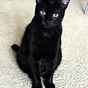 Mavis joined the competition — help win amazing prizes! cat, black_cat, pet, animal, feline, green_eyes, sitting, portrait, indoor, carpet, home, fur, whiskers, ears, tail, cute, alert, looking_at_camera, floor, photography