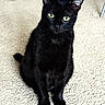 cat, black_cat, pet, animal, feline, green_eyes, sitting, portrait, indoor, carpet, home, fur, whiskers, ears, tail, cute, alert, looking_at_camera, floor, photography