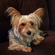 Toby joined the competition — help win amazing prizes! animal, ball, canine, chair, cockerspaniel, couch, cushion, dog, face, furniture, head, homedecor, papillon, pet, puppy, sport, tennis, tennisball, terrier, whitedog