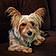 Toby