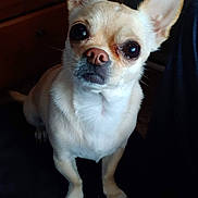 Lexi joined the competition — help win amazing prizes! dog, chihuahua, pet, indoor, small_dog, animal, cute, ears, fur, canine, looking_up, brown, wooden_furniture, dark_background, portrait, attention, companion, domestic_animal, sitting, cute_pet