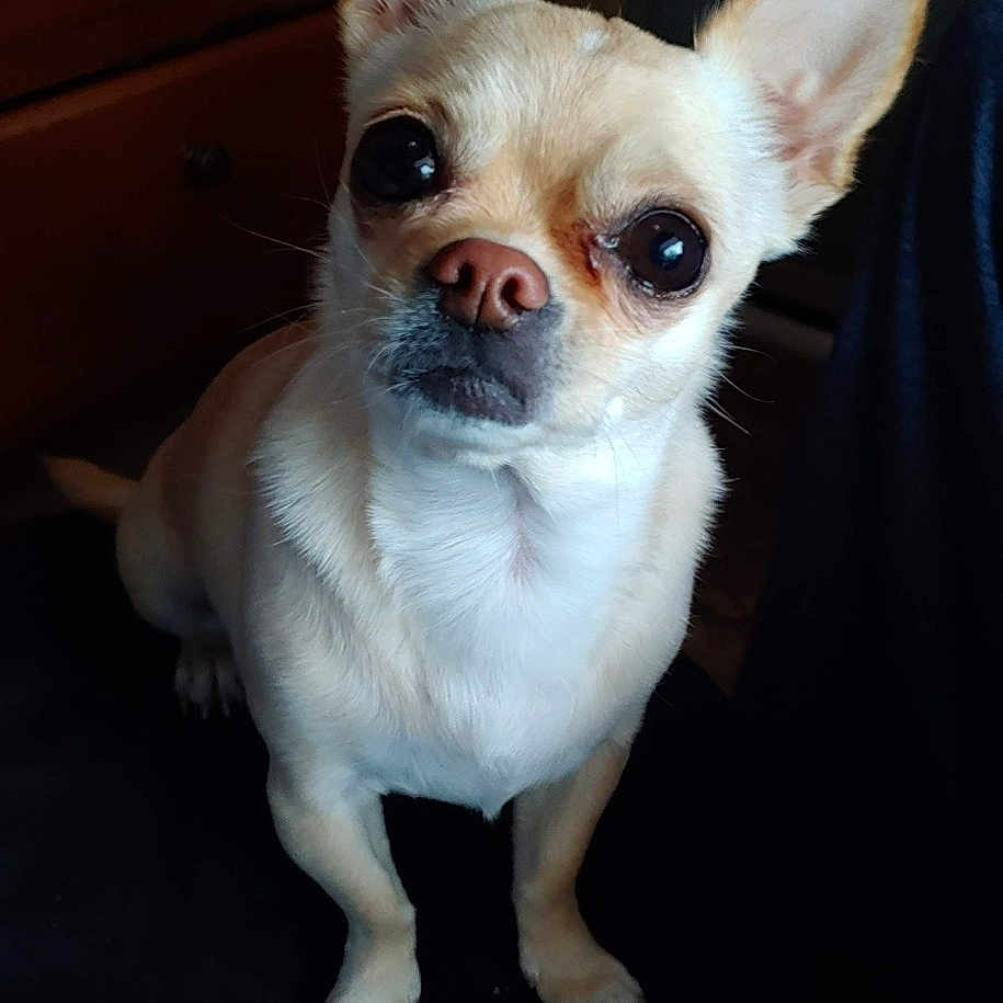 Lexi