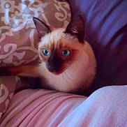 Cj joined the competition — help win amazing prizes! cat, siamese_cat, blue_eyes, pet, animal, indoor, cozy, pillow, blanket, feline, resting, cute, fur, ears, whiskers, soft_lighting, close_up, relaxation, comfort, home