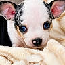 puppy, dog, blue_eyes, close_up, blanket, cute, fur, pet, animal, ears, snout, soft_texture, young, domestic_animal, face, adorable, resting, cozy, small, portrait