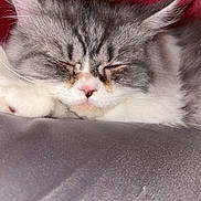 Fresita is registered to the contest to win money with this photo: animal, cat, close_up, cozy, cute, face, feline, fluffy, gray_cat, indoors, peaceful, pet, pink_nose, red_background, relaxation, resting, sleeping, soft_texture, whiskers, white_fur