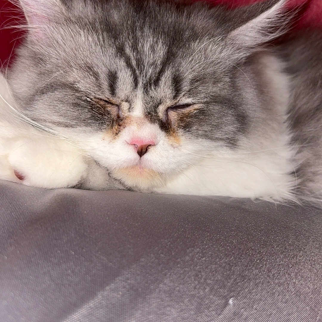 Fresita