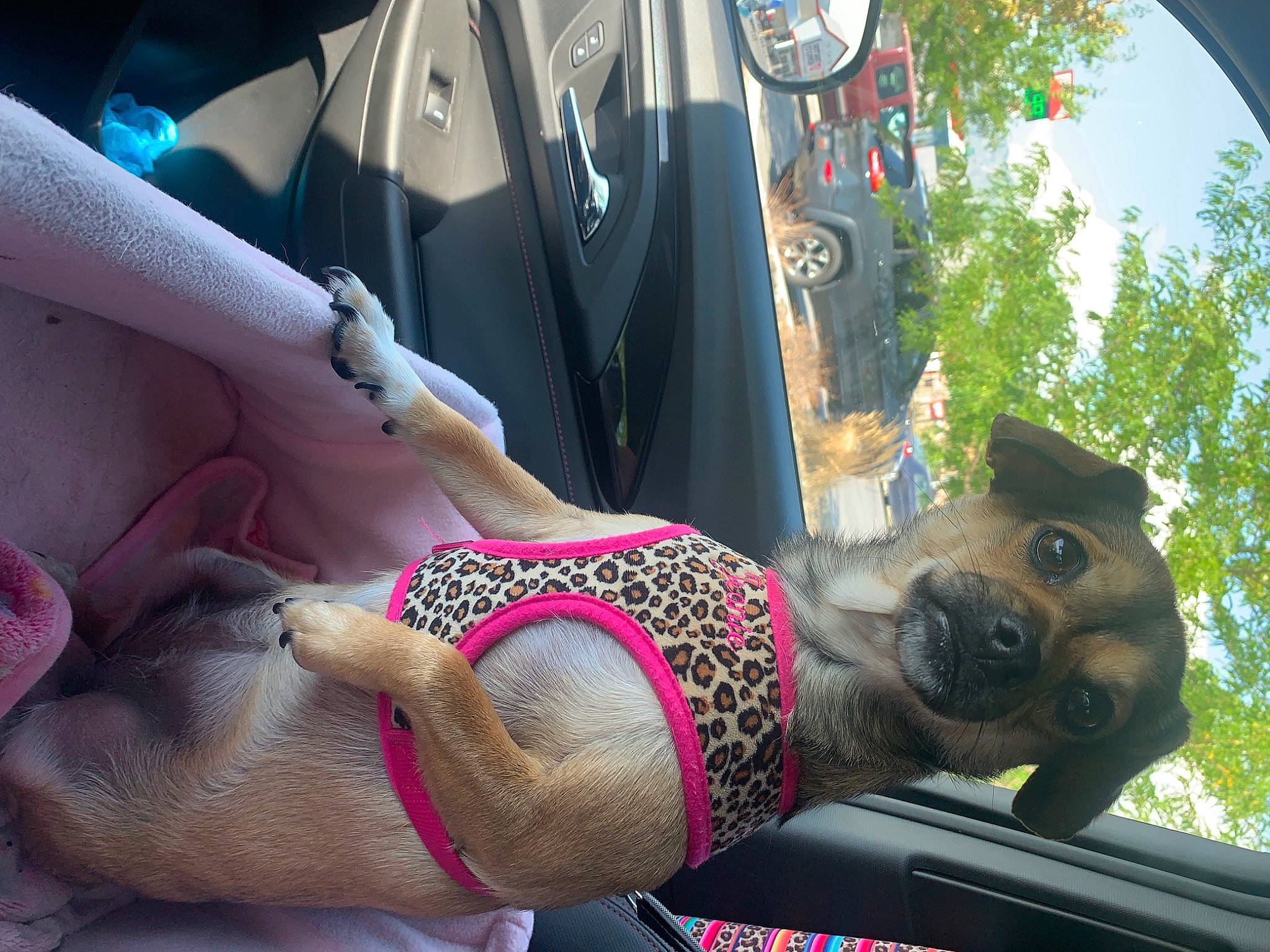 Jeanie joined the competition — help win amazing prizes! automotive_exterior, carnivore, chest, cool, dog, eyewear, fawn, fun, human_leg, leisure, magenta, motor_vehicle, photograph, pink, plant, sunglasses, textile, thigh, tree, trunk