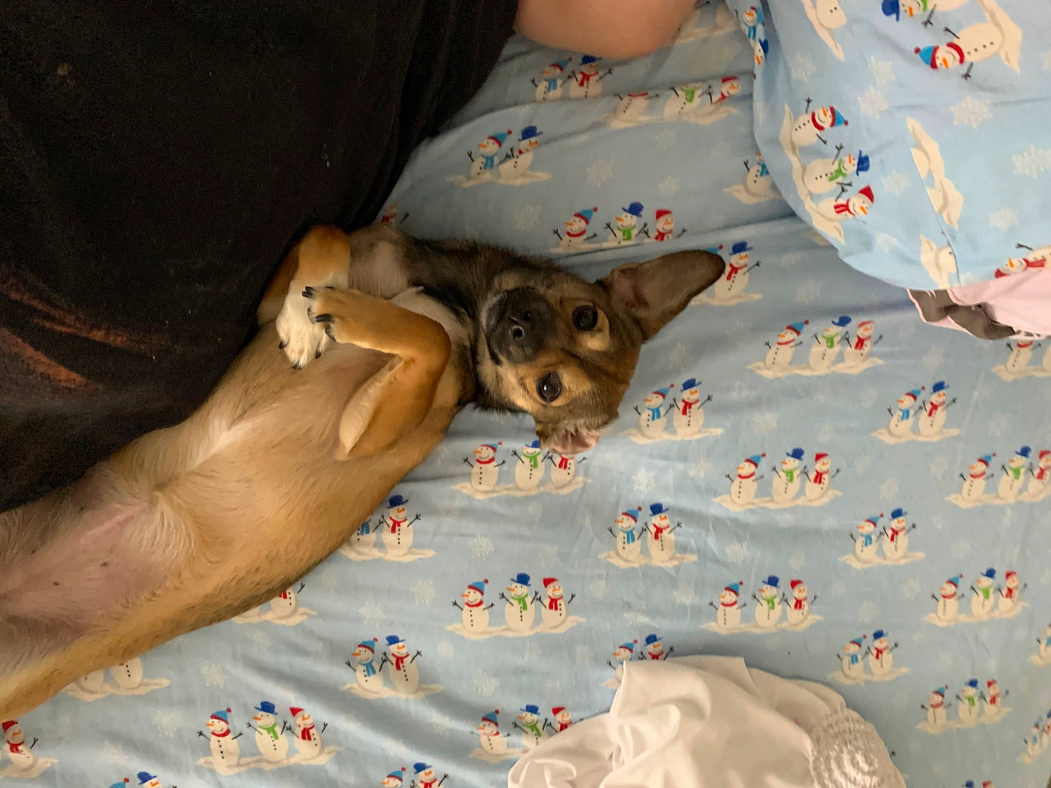 Jeanie joined the competition — help win amazing prizes! bed, bed_sheet, bedding, bedroom, bedtime, carnivore, comfort, companion_dog, dog, dog_breed, duvet, fawn, felidae, foot, fun, human_leg, linens, pattern, room, textile