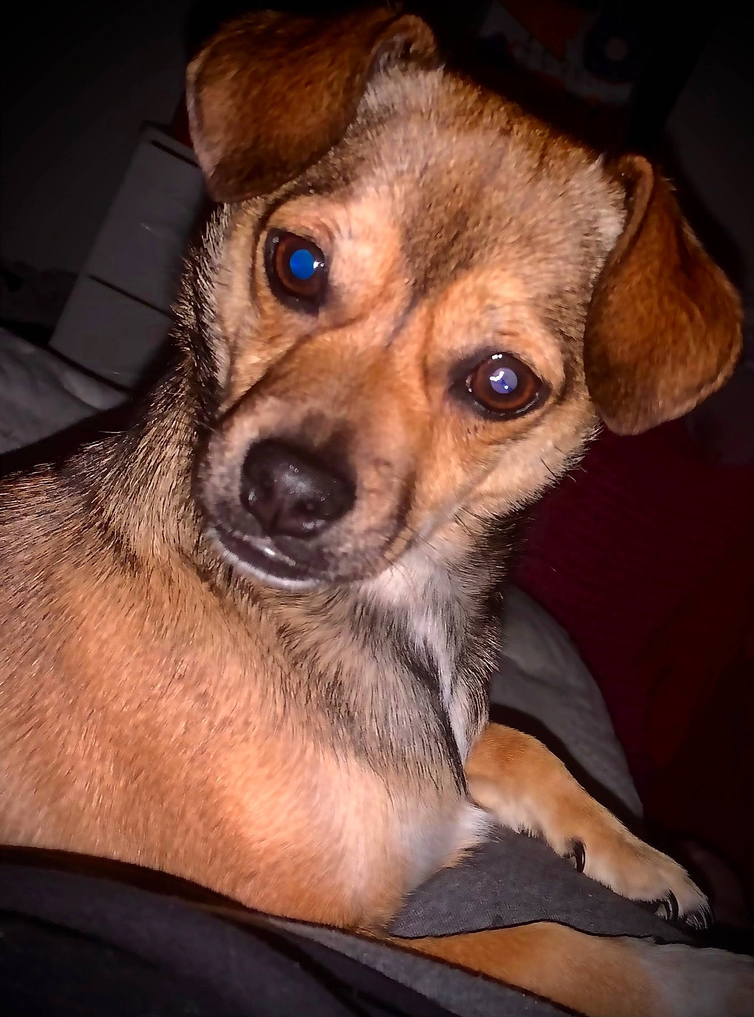 Jeanie is registered to the contest to win money with this photo: canidae, carnivore, collar, companion_dog, dog, dog_breed, ear, eye, fawn, fur, jaw, puppy, snout, sporting_group, terrestrial_animal, toy_dog, whiskers, wildlife