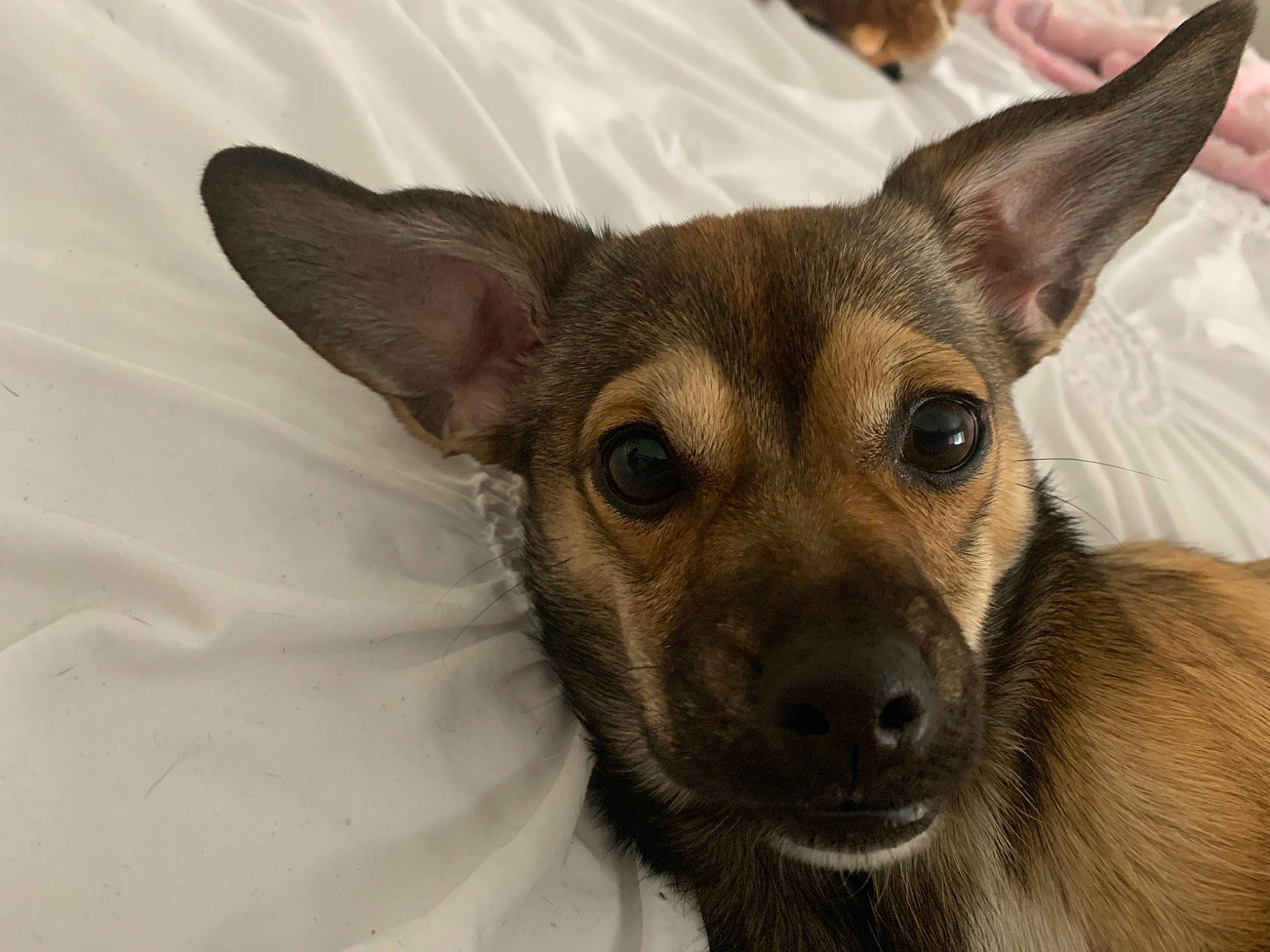 Jeanie joined the competition — help win amazing prizes! ancient_dog_breeds, carnivore, companion_dog, dog, dog_breed, ear, fawn, fur, terrestrial_animal, toy_dog, whiskers, wildlife, working_animal