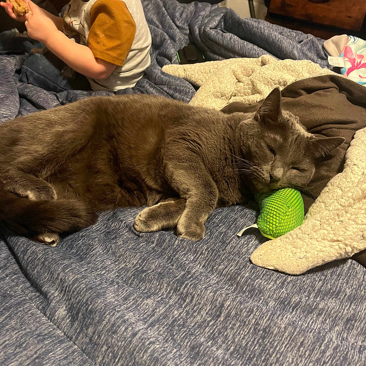 Smokey is registered to the contest to win money with this photo: bed, blanket, cat, chair, child, clothing, comfort, cute, fabric, furniture, gray_cat, home, indoor, relaxation, resting, sleeping, snack, toddler, toy, wooden_drawer