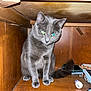 cat, grey_cat, wooden_cabinet, indoor, pet, animal, curious, tail, reflection, flash, feline, sitting, closeup, furniture, domestic, cute, whiskers, paws, small_objects, marker