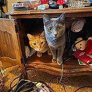 Smokey joined the competition — help win amazing prizes! cat, orange_cat, gray_cat, cabinet, wooden_furniture, open_cabinet, indoor, clutter, toy, stuffed_animal, cable, carpet, curious, pet, animal, feline, claw, eyes, whiskers, room