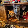 cat, orange_cat, gray_cat, cabinet, wooden_furniture, open_cabinet, indoor, clutter, toy, stuffed_animal, cable, carpet, curious, pet, animal, feline, claw, eyes, whiskers, room