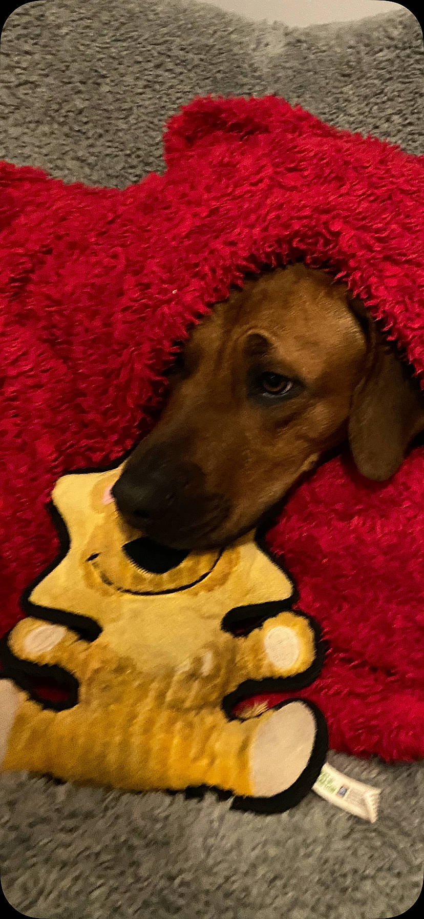 Shelby joined the competition — help win amazing prizes! afghan_hound, azawakh, canidae, carnivore, dachshund, dog, dog_breed, greyhound, italian_greyhound, lurcher, mammal, scottish_deerhound, snout, sporting_group, whippet