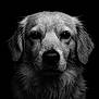 Nuts a rejoint le concours — aidez-le/la à gagner de superbes lots ! dog, golden_retriever, wet_fur, close_up, portrait, black_background, water_droplets, animal, pet, mammal, canine, fur, face, eyes, snout, whiskers, expression, monochrome, black_and_white, studio_lighting