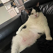 Tom joined the competition — help win amazing prizes! animal, belly, black_and_white, cat, feline, fluffy, fur, green_eyes, indoor, kitchen, leather_chair, living_room, lounging, paws, pet, pink_nose, portrait, relaxed, sitting, whiskers