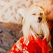 Paris a rejoint le concours — aidez-le/la à gagner de superbes lots ! dog, pet, long_hair, white_fur, red_sweater, snowflake_pattern, cozy, indoor, close_up, calm, relaxed, cute, fluffy, animal, portrait, winter_clothing, soft_lighting, sitting, peaceful, furry