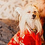 dog, pet, long_hair, white_fur, red_sweater, snowflake_pattern, cozy, indoor, close_up, calm, relaxed, cute, fluffy, animal, portrait, winter_clothing, soft_lighting, sitting, peaceful, furry
