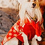 Paris a rejoint le concours — aidez-le/la à gagner de superbes lots ! dog, white_dog, long_hair, sweater, red_sweater, snowflake_pattern, indoor, pet, cozy, sitting, calm, cute, festive, blanket, fur, portrait, closeup, long_ears, relaxed, holiday