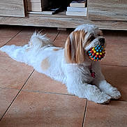 Poppy participe au concours pour gagner de l'argent avec cette photo : dog, small_dog, fluffy, white_fur, brown_fur, long_hair, lying_down, toy, colorful_ball, holding_toy, pet, indoors, tile_floor, living_room, furniture, entertainment_center, books, dvd_player, portrait, playful