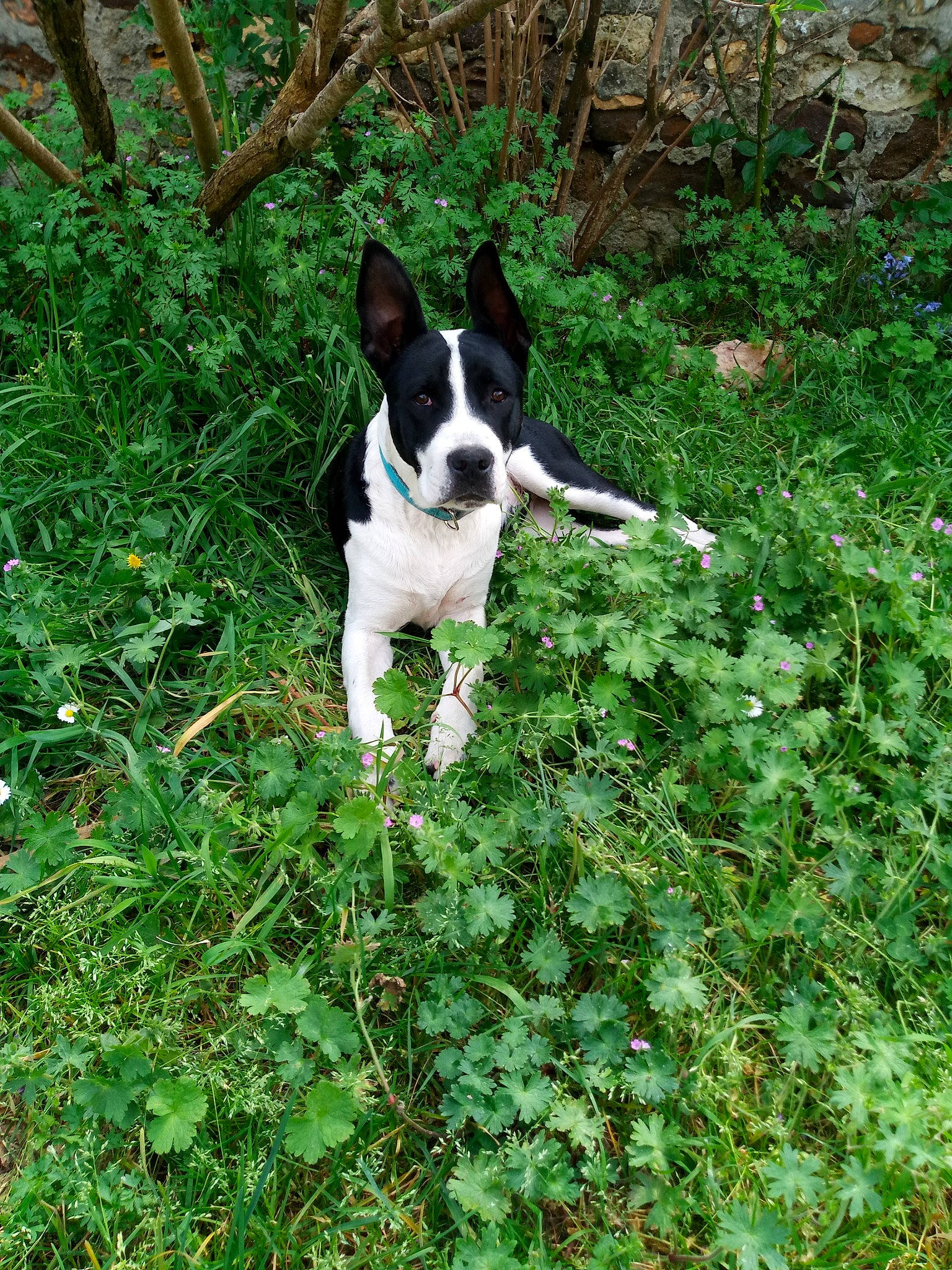 Wolff a rejoint le concours — aidez-le/la à gagner de superbes lots ! boston_terrier, canidae, carnivore, companion_dog, dog, dog_breed, fawn, feist, grass, green, mammal, mcnab, non_sporting_group, plant, rat_terrier, sporting_group, teddy_roosevelt_terrier, terrier, toy_fox_terrier, treeing_feist