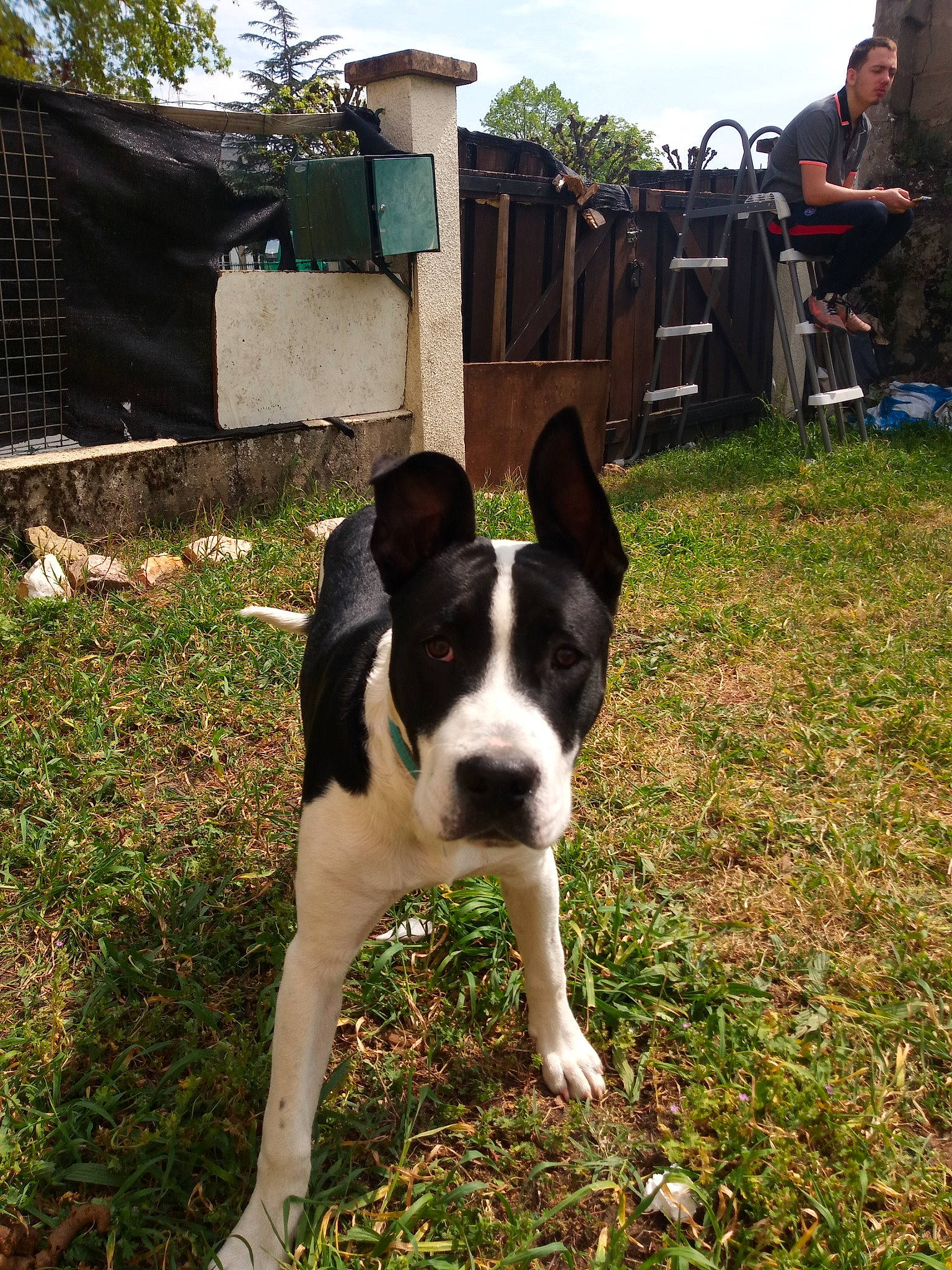 Wolff participe au concours pour gagner de l'argent avec cette photo : american_pit_bull_terrier, american_staffordshire_terrier, canidae, carnivore, dog, dog_breed, fawn, mammal, non_sporting_group, sporting_group, vertebrate