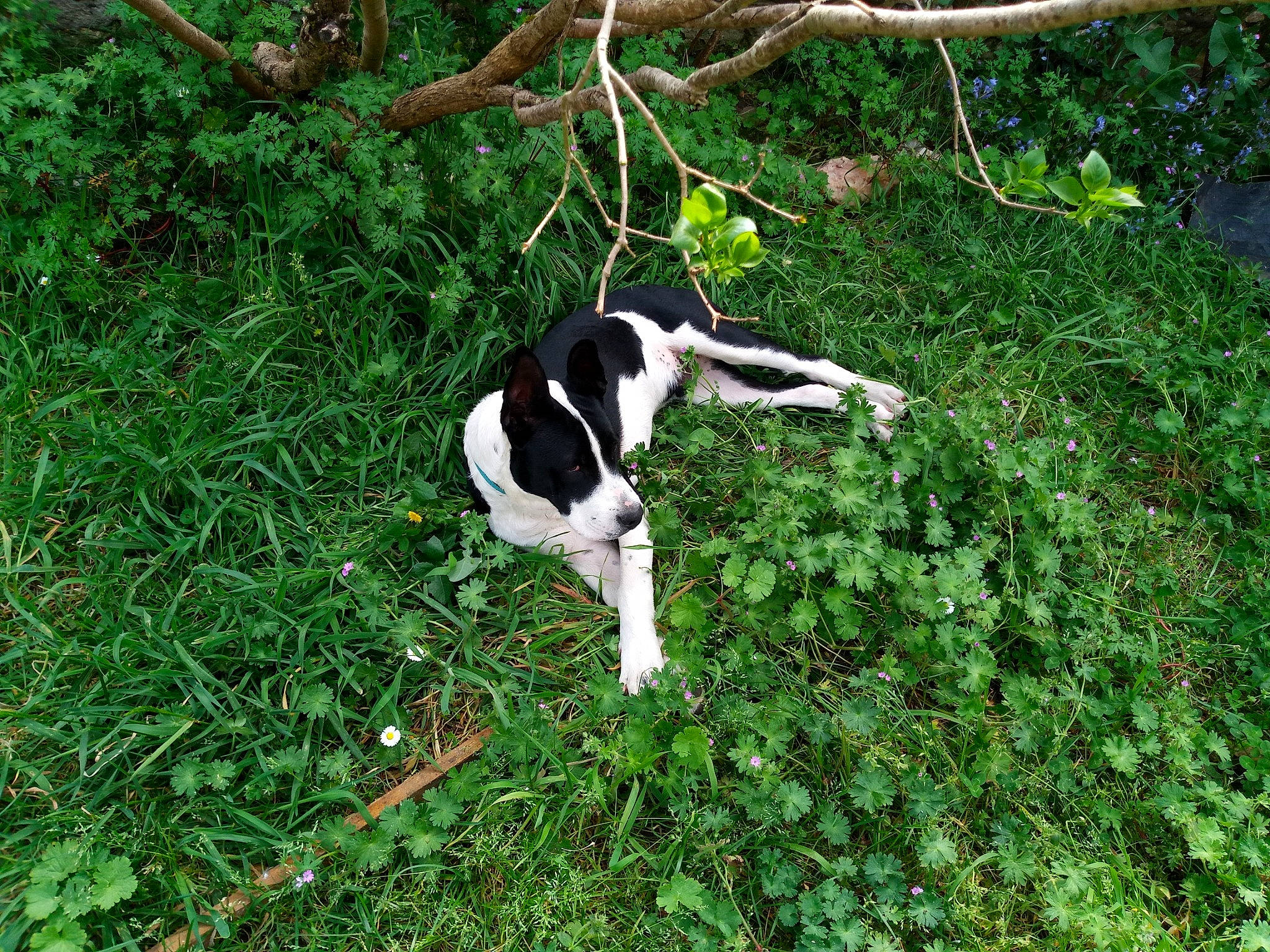 Wolff a rejoint le concours — aidez-le/la à gagner de superbes lots ! canidae, carnivore, dog, dog_breed, grass, plant, pointer, rainforest, sporting_group, treeing_walker_coonhound