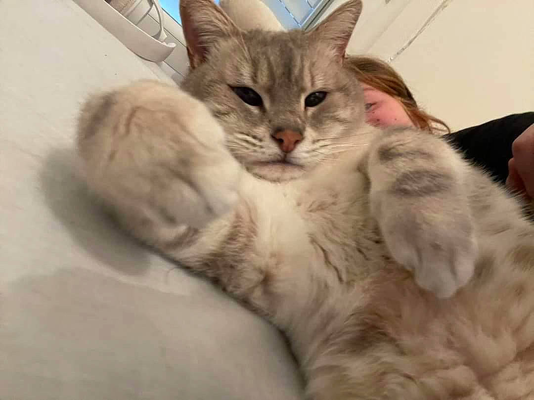 Naïko a rejoint le concours — aidez-le/la à gagner de superbes lots ! carnivore, cat, claw, comfort, domestic_short_haired_cat, ear, fawn, felidae, fur, gesture, nap, paw, sleep, small_to_medium_sized_cats, snout, tail, whiskers