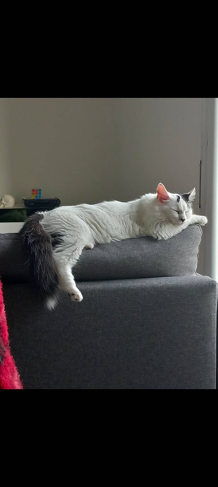 Saji participe au concours pour gagner de l'argent avec cette photo : bed, bed_sheet, bedding, carnivore, cat, cat_supply, comfort, companion_dog, domestic_short_haired_cat, felidae, fur, grey, linens, paw, rectangle, room, small_to_medium_sized_cats, snout, tail, whiskers