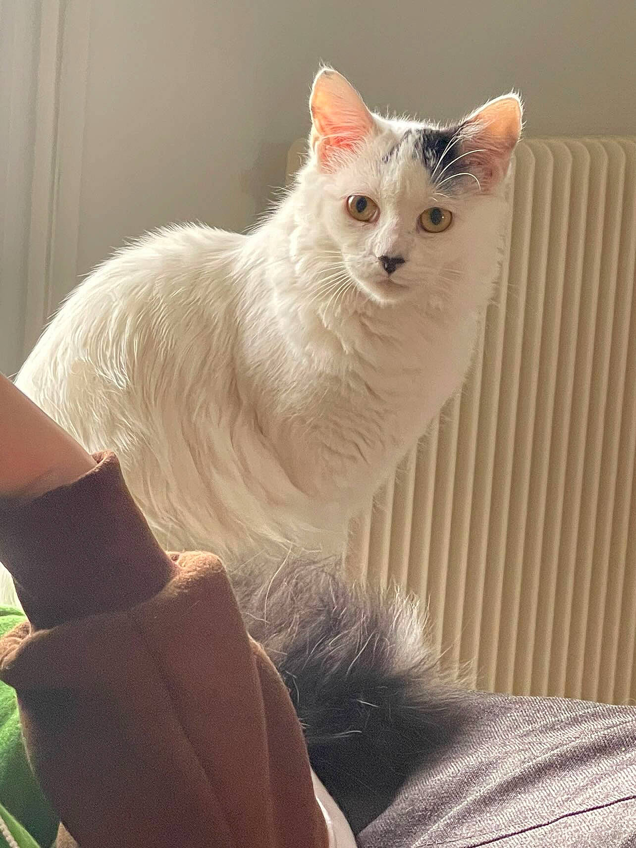 Saji participe au concours pour gagner de l'argent avec cette photo : carnivore, cat, comfort, domestic_short_haired_cat, ear, felidae, fur, paw, small_to_medium_sized_cats, snout, tail, terrestrial_animal, whiskers, window