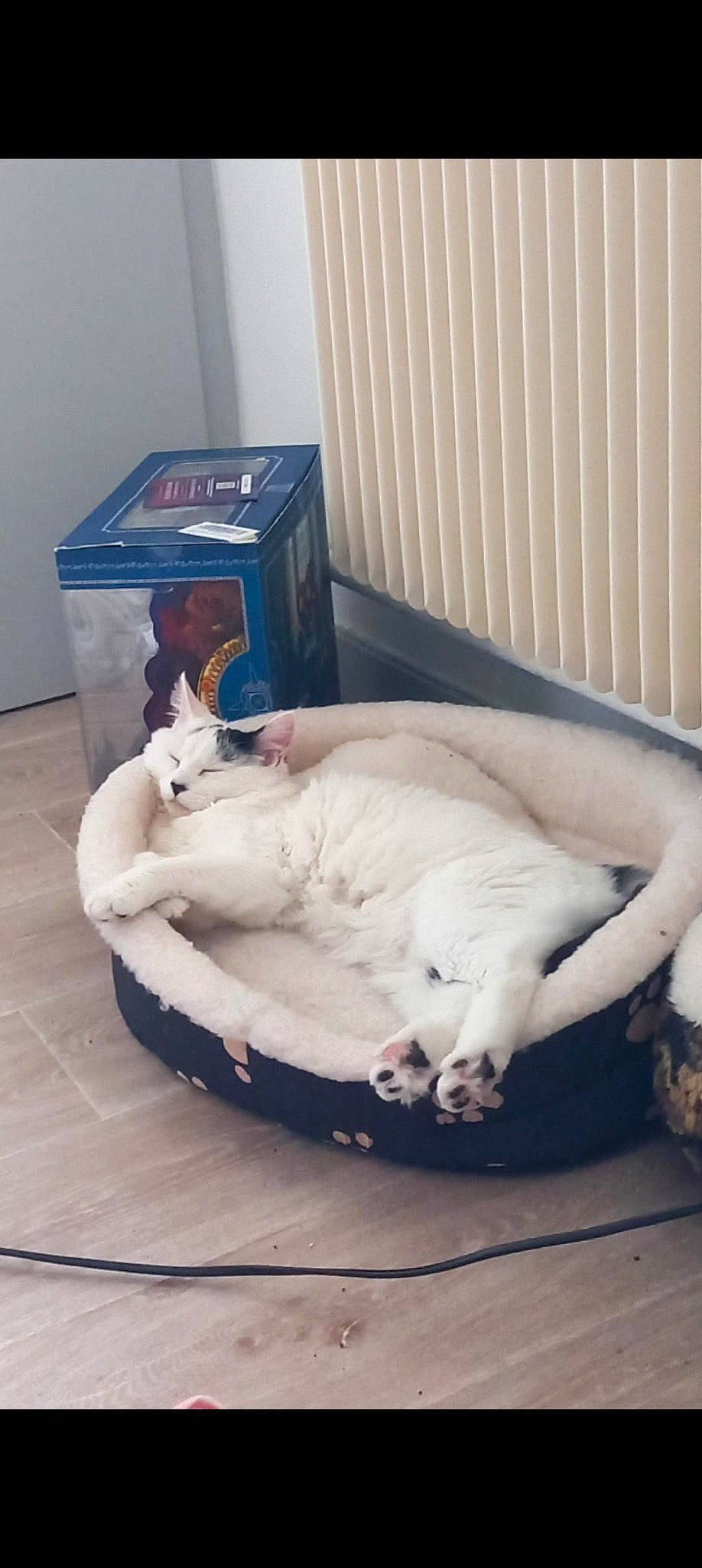 Saji a rejoint le concours — aidez-le/la à gagner de superbes lots ! canidae, carnivore, cat, cat_supply, comfort, companion_dog, dog_breed, domestic_short_haired_cat, felidae, flooring, fur, hardwood, paw, pet_supply, small_to_medium_sized_cats, sporting_group, tail, vertebrate, whiskers, wood