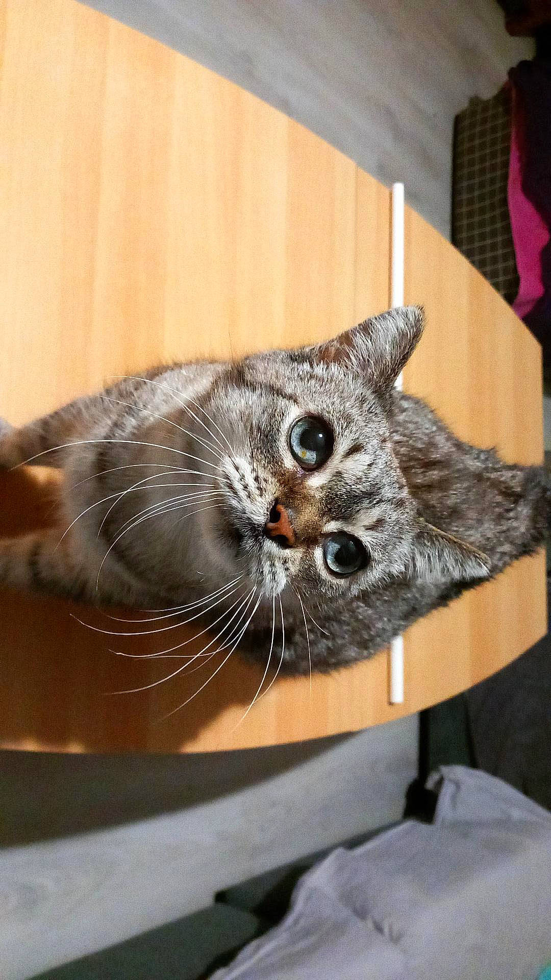 Coukise a rejoint le concours — aidez-le/la à gagner de superbes lots ! carnivore, cat, chair, claw, comfort, domestic_short_haired_cat, eye, fawn, felidae, fur, paw, small_to_medium_sized_cats, snout, tail, whiskers, window, wood